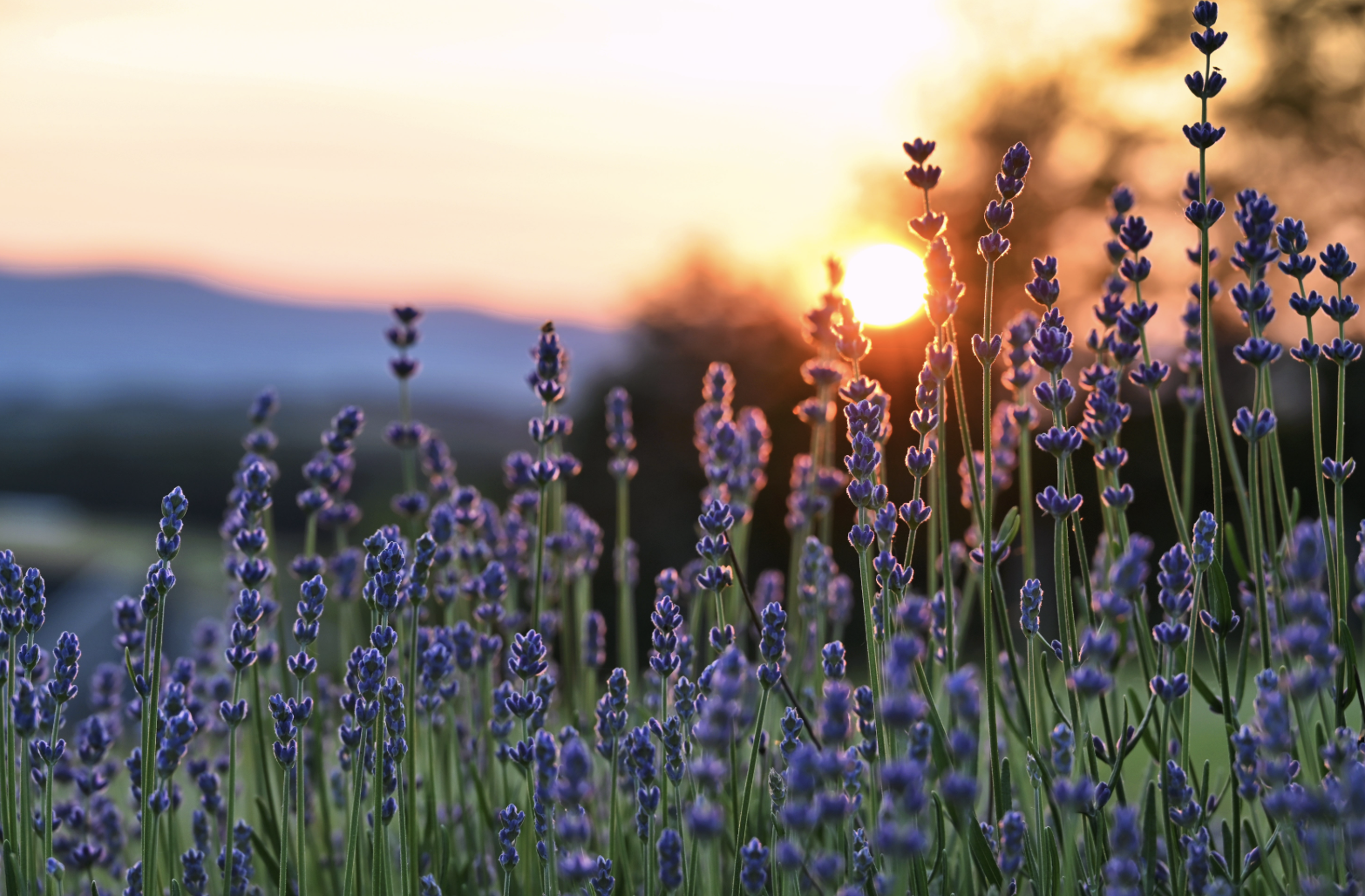 Lavender flowers in warm sunlight